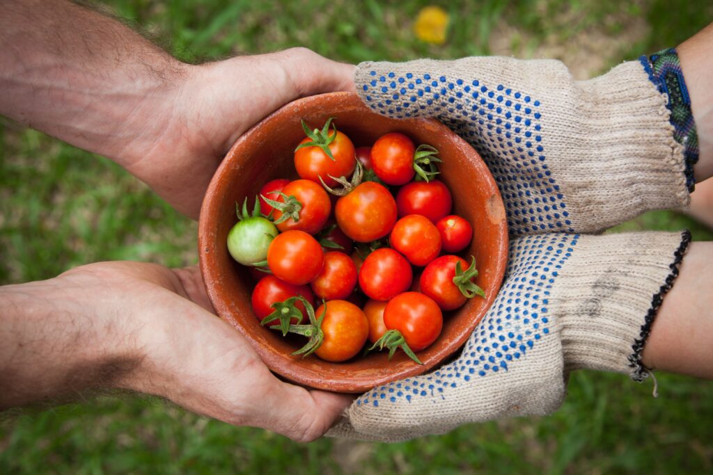 holding tomatoes